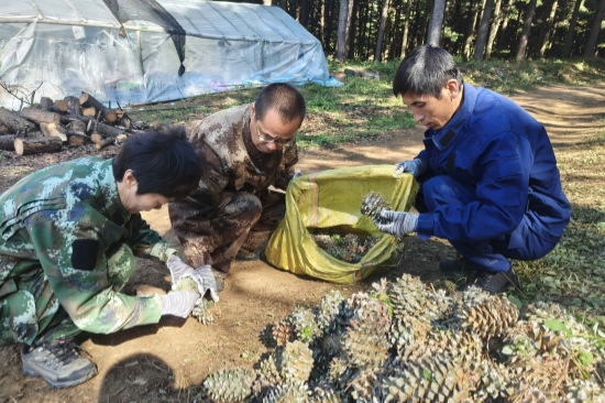 红松球果害虫防治效果调查 (2).jpg