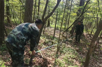 厚植生态底色  绘就绿色画卷 泉林公司圆满完成2025年春季营造林任务（3）.jpg