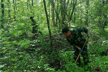 厚植生态底色  绘就绿色画卷 泉林公司圆满完成2025年春季营造林任务（7）.jpg