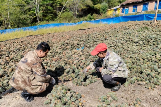 泉林公司组织开展红松球果害虫专项调查（2）.jpg