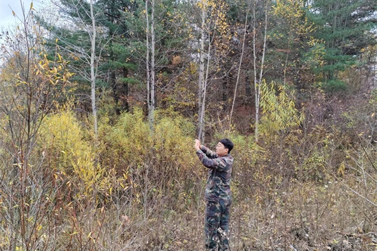 1761808176179549.jpg 泉林公司扎实开展松材线虫病秋季普查工作(2).jpg